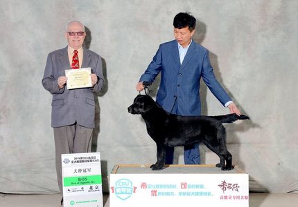 广东名犬有限公司，培育卓越犬类，引领行业发展