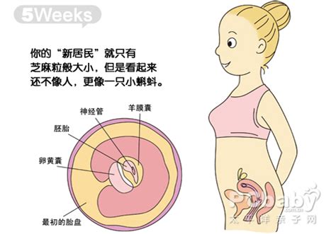 六个月胎儿发育标准图，揭示胎儿成长奥秘