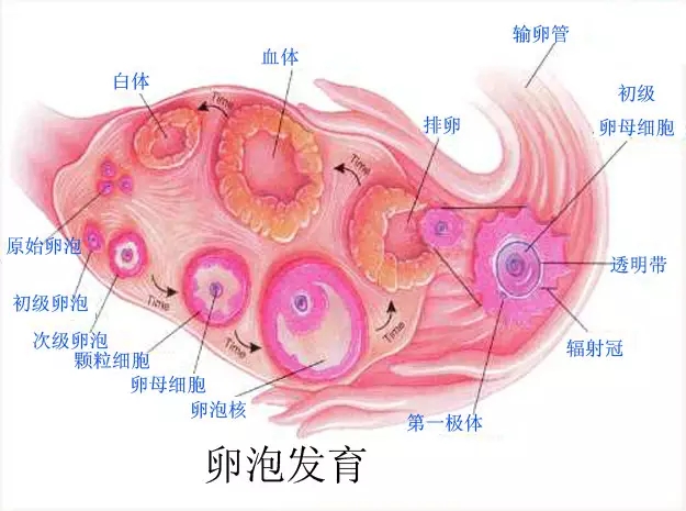 一个月有几个卵泡，卵泡发育与月经周期的奥秘