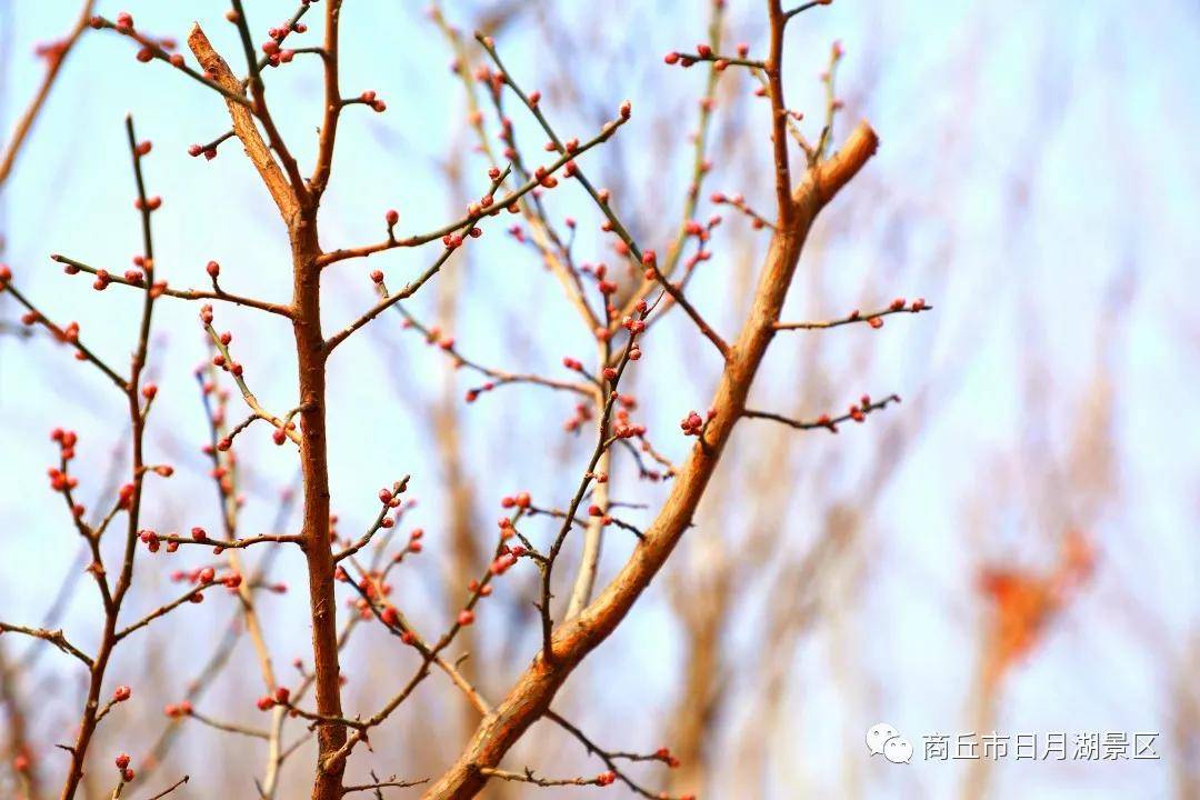 春季指那几个月——万物复苏与生机勃发的季节