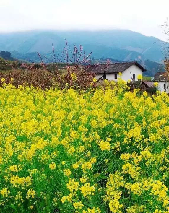 广东省三月自驾游，探索繁花似锦的美景